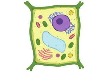 Here are top difference between plant cells and animal cells