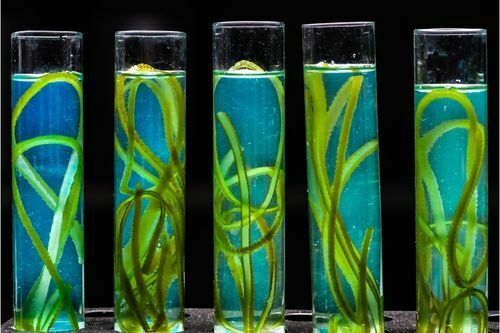 study of algae