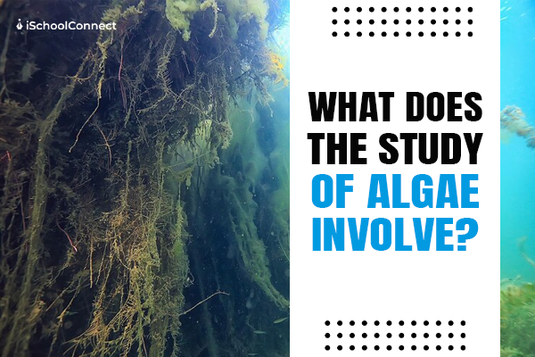 Study of algae- definition, types, characteristics, and much more