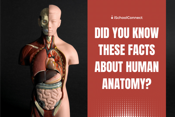 Human anatomy its definition, characteristics, and organs