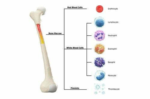 study of bones is known as Osteology.