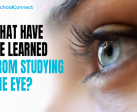 What exactly is ophthalmology? - Study of eye