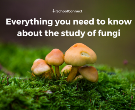 Study of fungi | Definition, history, and careers