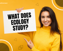 An overview of the study of ecology