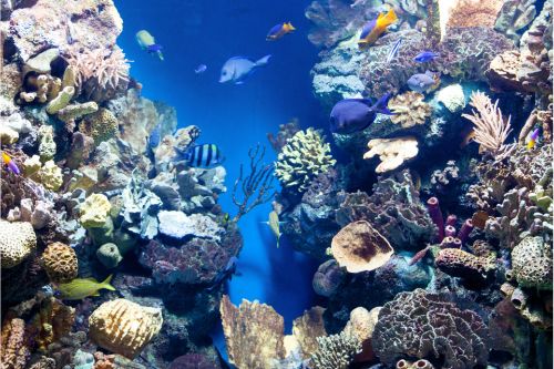 Universities to purse Marine Biology in the USA